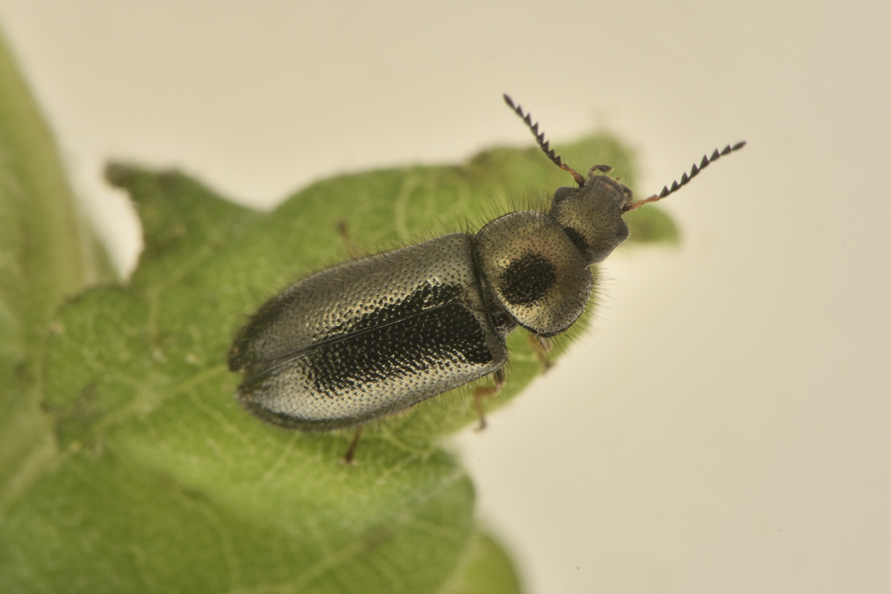 Dasytidae: Aplocnemus sp? S. A. chalconatus